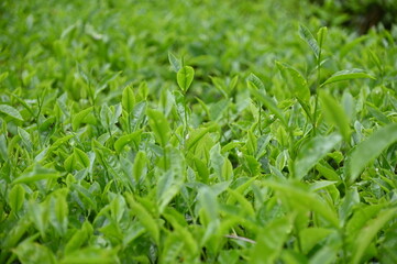 Tea Plantation in Cameron Highlands, Malaysia