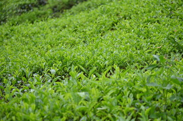 Tea Plantation in Cameron Highlands, Malaysia