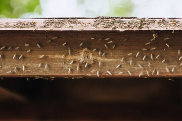 A lot of mosquitoes are sitting on a wooden wall in an outdoor house.