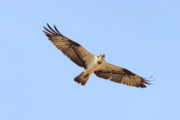 Osprey (Pandion haliaetus) aka sea hawk, fish eagle or fish hawk, is a fish-eating bird of prey soaring in the blue sky.