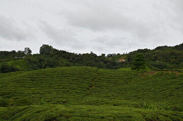 Tea Plantation in Cameron Highlands, Malaysia
