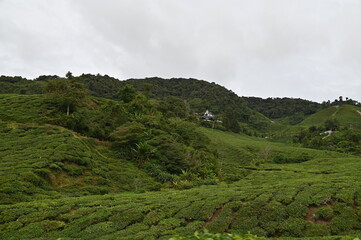 Obraz premium Tea Plantation in Cameron Highlands, Malaysia