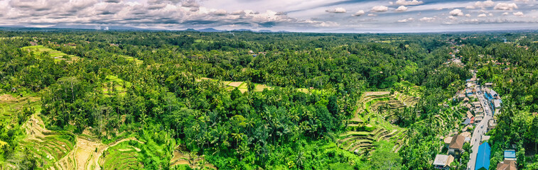Fototapeta na wymiar Panorama view at tropical landscape with dried yellow rice stepped terraces after the autumn harvest, a lot of palm trees - winter time, Bali winter rains, rice fields between seasons