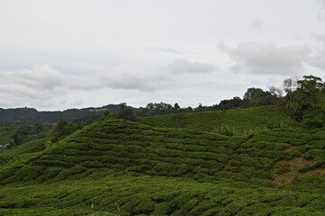 Fototapeta na wymiar Tea Plantation in Cameron Highlands, Malaysia