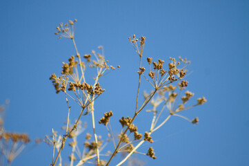 Closeup of poison hemlock dried seeds with blue sky on background - obrazy, fototapety, plakaty