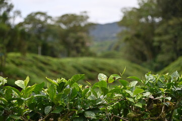 Tea Plantation in Cameron Highlands, Malaysia