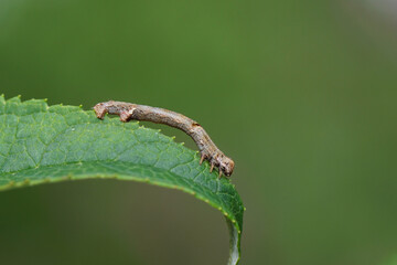 Caterpillar of Engrailed, Small Engrailed (Ectropis crepuscularia). Family geometer moths (Geometridae). On a leaf of a summer lilac (Buddleja davidii). Dutch garden, spring, May, Netherlands