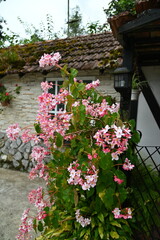 An Old English Smoke House in Cameron Highlands, Malaysia