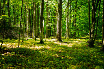 Fototapeta na wymiar Forest panorama with sun shining through branches in summer.