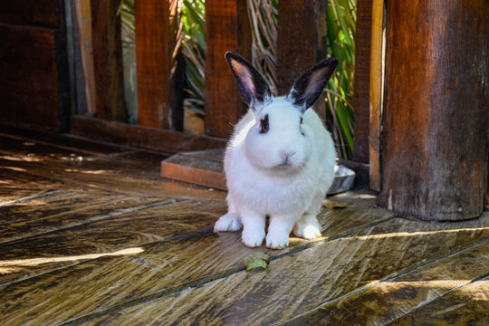 Coelho branco posando para foto