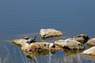 Two turtles resting on rocks in a lake