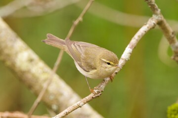 Willow Warbler 