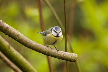 Blue Tit