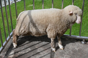 Some Sheep in a Farm
