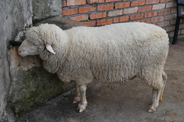 Some Sheep in a Farm
