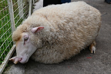Naklejka premium Some Sheep in a Farm