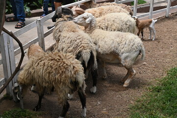 Some Sheep in a Farm