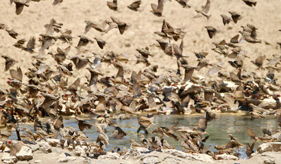 Flock of Red-billed Queleas at the waterhole, Kgalagadi, South Africa