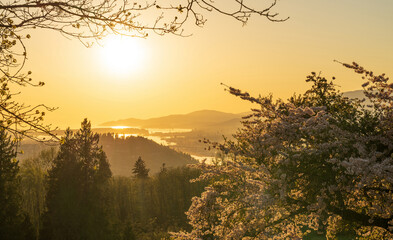 Burnaby Mountain Park in sunset time. Overlooking the upper arms of Burrard Inlet. Cherry blossom in full bloom during springtime. Burnaby, BC, Canada.