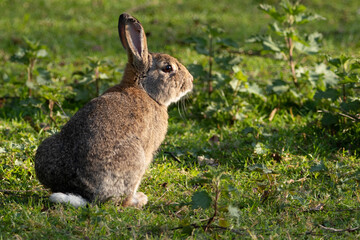 rabbit on the grass