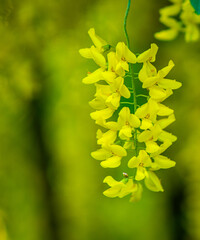 yellow flower Laburnum - obrazy, fototapety, plakaty