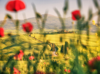 poppy field in summer in Tuscany