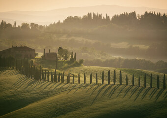 silhouette of cypress trees