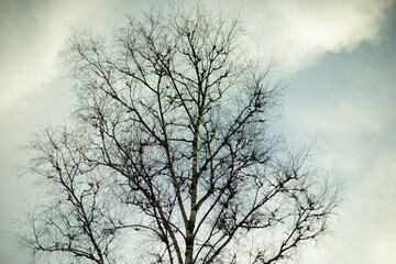 Tree without leaves against sky. Bare branches of plant.