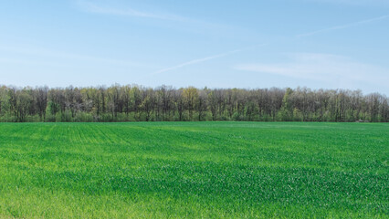 Fototapeta premium A field sown with wheat