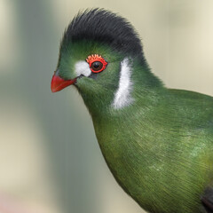 White Cheeked Turaco