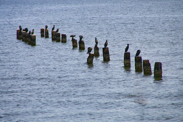 Group of birds on pilings