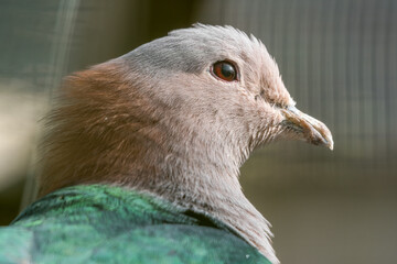 Chestnut Naped Green Imperial Pigeon