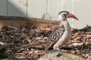 Red-billed Hornbill Standing on the Ground