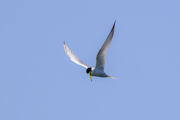 飛翔し獲物を探すコアジサシ