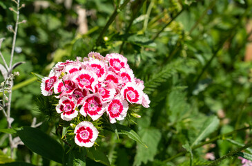 closeup of wild pinks, dianthus sweet william flowers in summer bloom