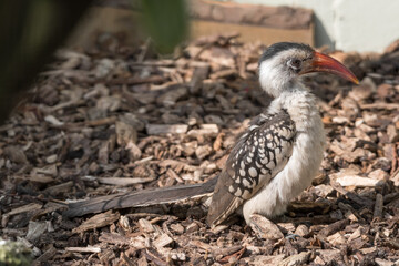 Red-billed Hornbill Standing on the Ground