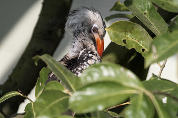 Red-billed Hornbill Hiding in a Tree