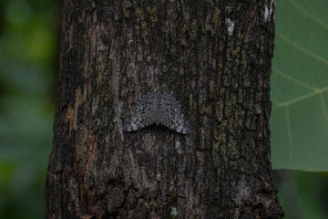 Fototapeta premium Schmetterling