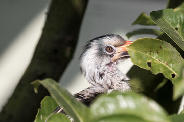 Red-billed Hornbill Hiding in a Tree