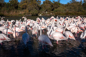 Obraz premium Pink Flamingos at Camargue National park 
