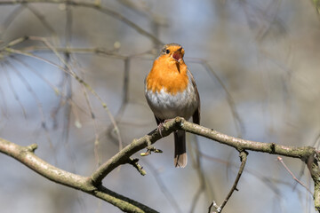European Robin Perched on a Tree Branch