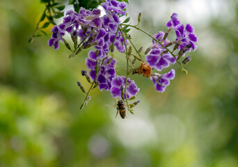 Bee on a flower