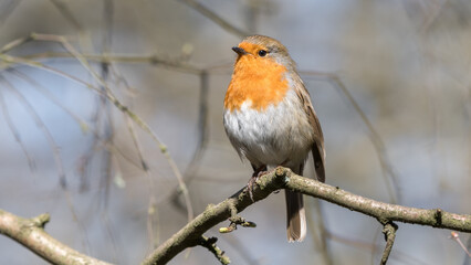 European Robin Perched on a Tree Branch