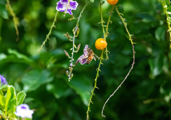 Bee on a flower