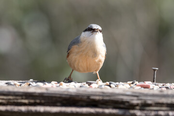Nuthatch Feeding from a Wooden Feeder