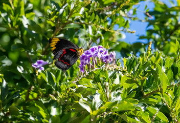 Butterfly on a flower