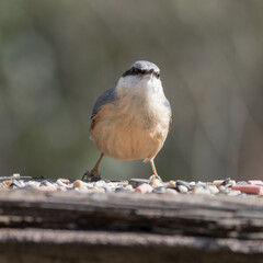 Nuthatch Feeding from a Wooden Feeder