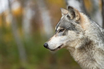 Grey Wolf (Canis lupus) Profile Side Eye in Woods Autumn