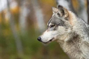  Grey Wolf (Canis lupus) Profile Side Eye in Woods Autumn © geoffkuchera