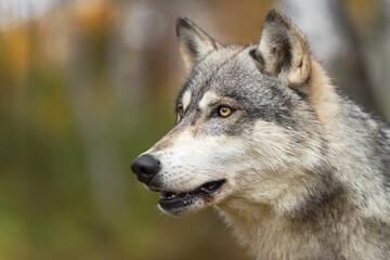Grey Wolf (Canis lupus) Mouth Open in Woods Autumn